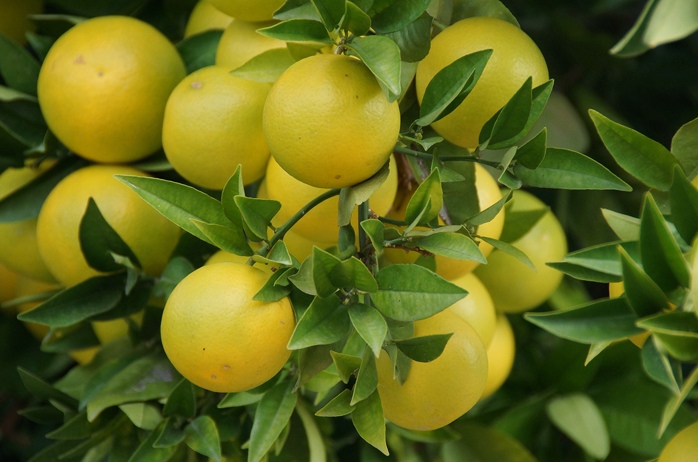 Benefits of Eating Fresh Local Fruits