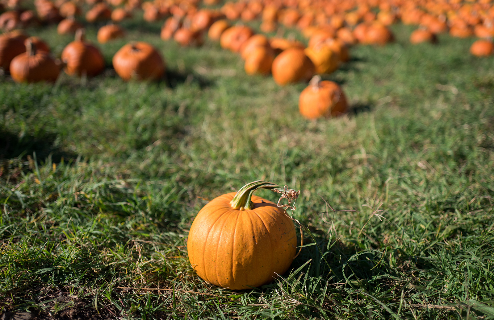 Turpis at eleifend ps mi elit Aenean porta ac sed faucibus Turpis at eleifend ps mi elit Aenean porta ac sed faucibus