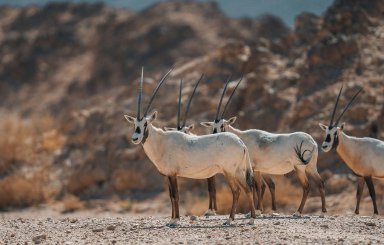 Snapchat Unveils Spectacles: You Can Shoot Photos Now