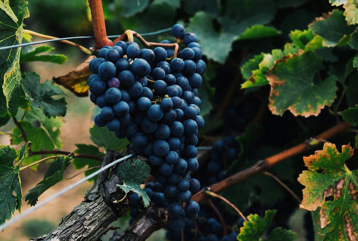 How to choose the perfect wine for any special occasion