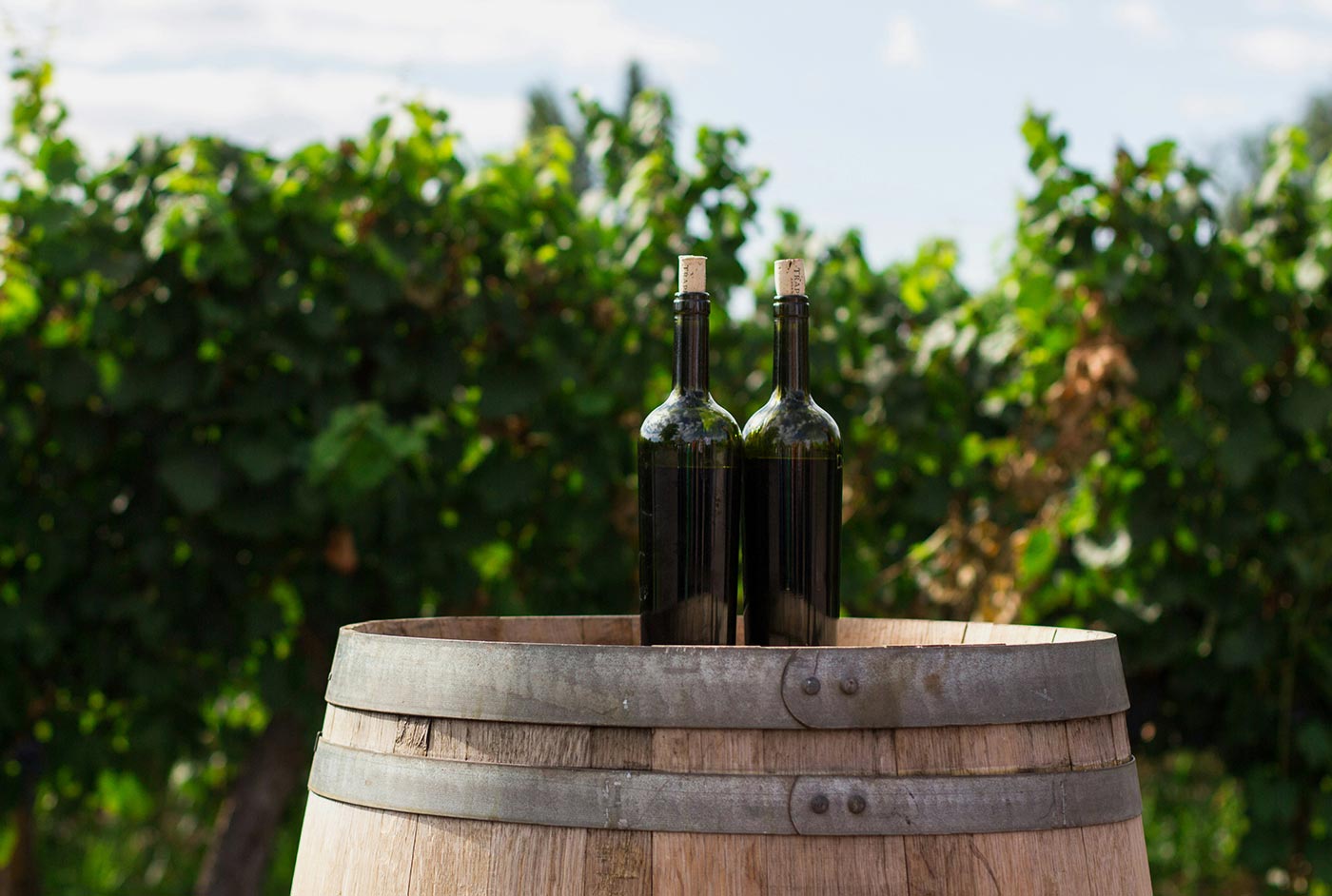 Discover unique wines from around the world worth trying this year
