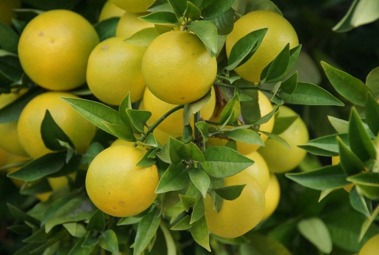 Choose Fresh Fruits and Vegetables for a Naturally Healthier, Happier Everyday Life