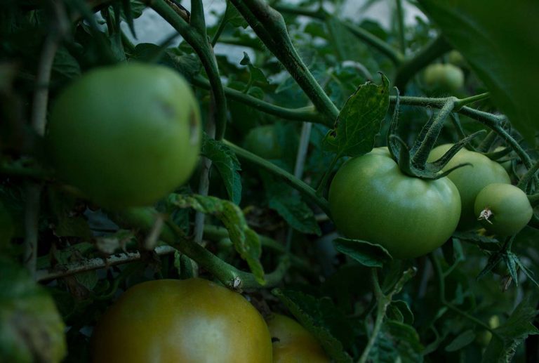 Bringing you unbeatable freshness in every piece of fruit and veg