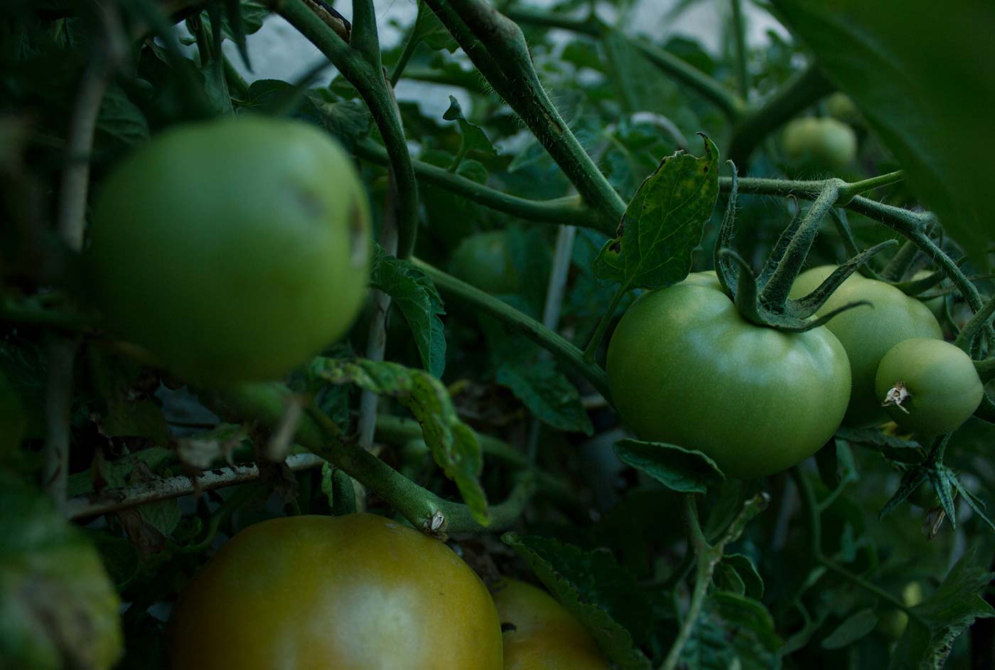 Bringing you unbeatable freshness in every piece of fruit and veg