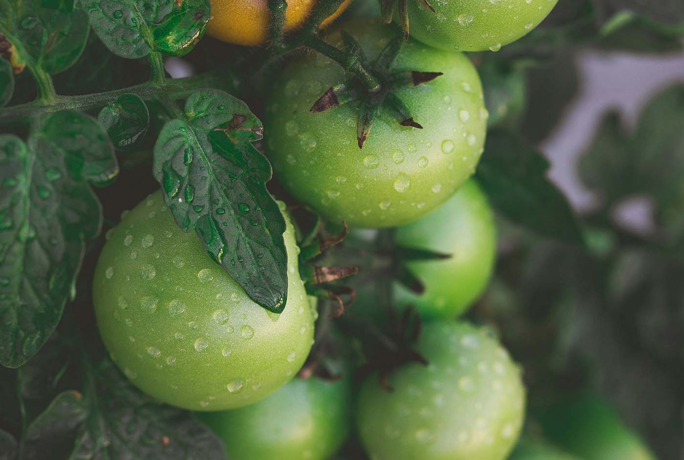 Taste the difference with our farm-fresh fruit and vibrant vegetables