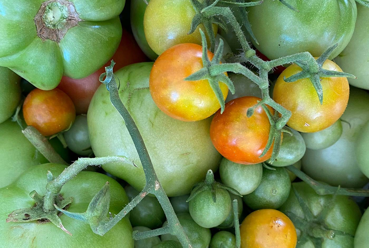 Enjoy nutritious, delicious fresh fruit and veg from farm to home