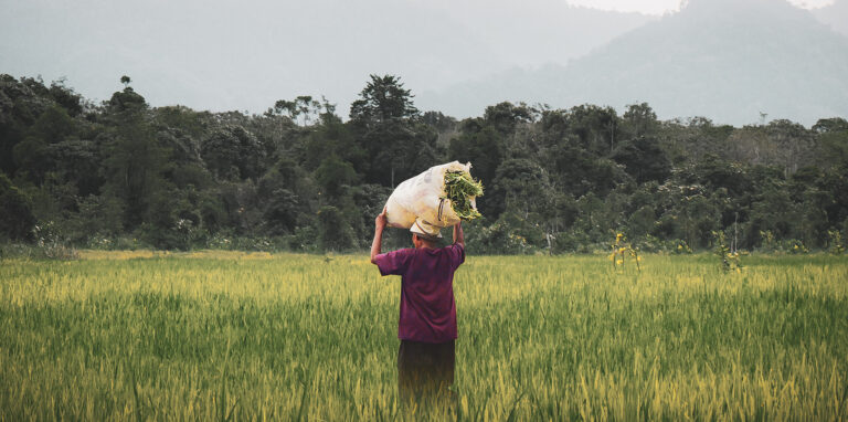 Green Out of the Potato