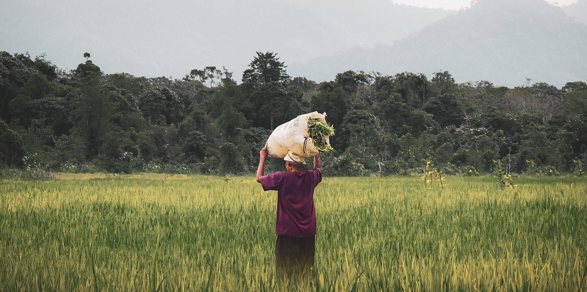 Green Out of the Potato Green Out of the Potato
