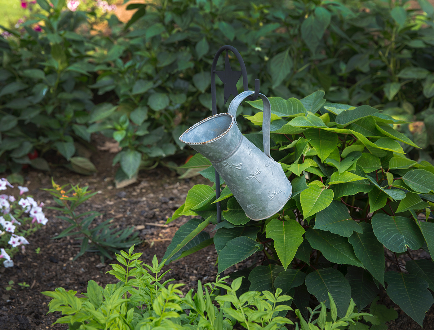 Ground Cover Plants To Replace Your Grass Lawn Ground Cover Plants To Replace Your Grass Lawn