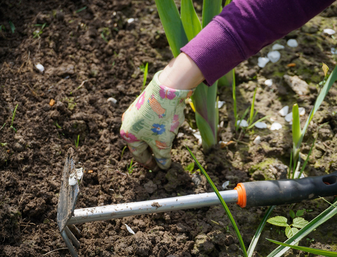 Hibiscus Plants Varieties Every Garden Should Have Hibiscus Plants Varieties Every Garden Should Have