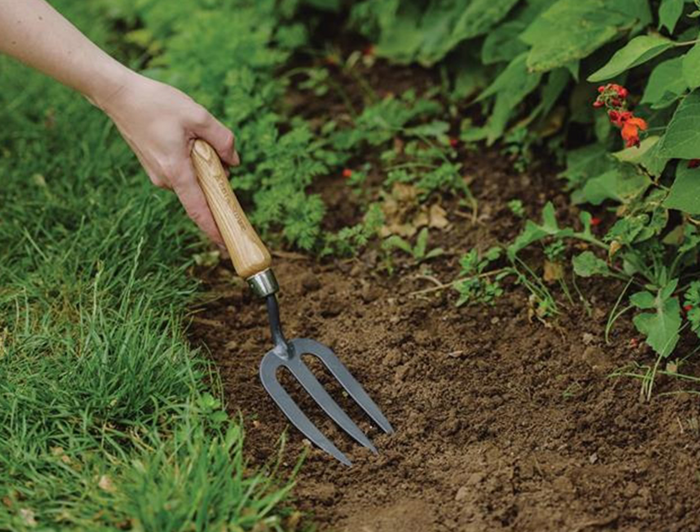 Did you know these 30 Different Types of Jasmine Plants ? Did you know these 30 Different Types of Jasmine Plants ?