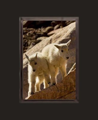 Mountain Goat Siblings