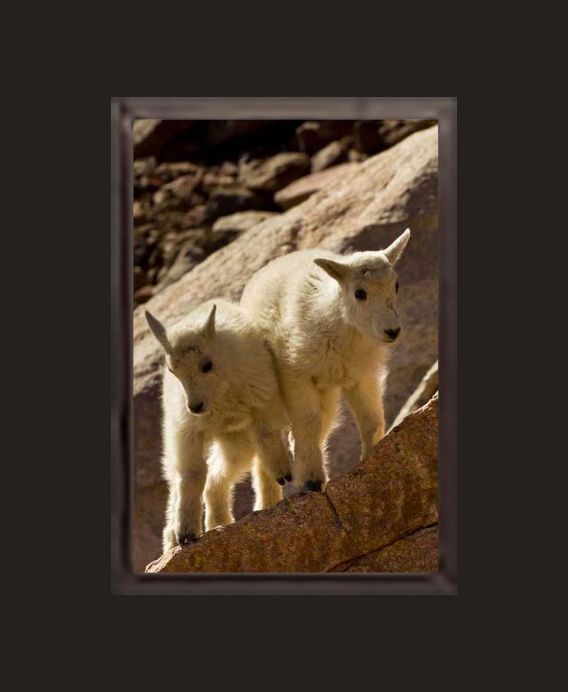 Mountain Goat Siblings