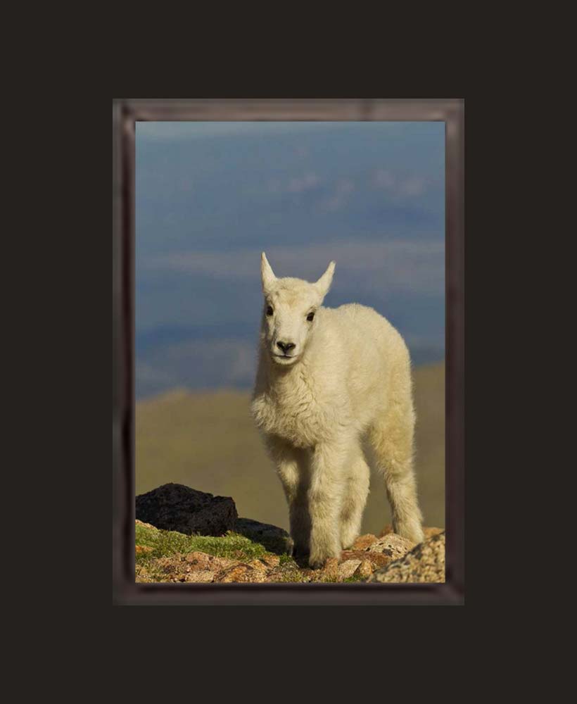 Mountain Goat Siblings - Image 4